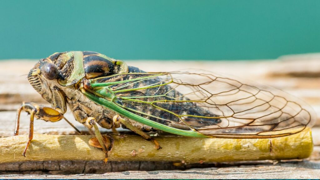 Dlaczego cykady tak głośno cykają w Chorwacji?