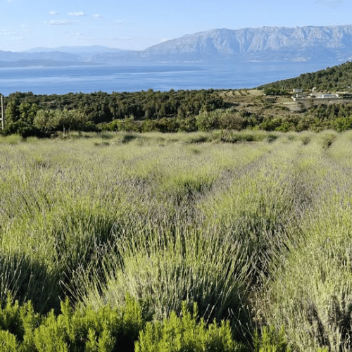 Lawendowy Hvar – fioletowe serce Dalmacji