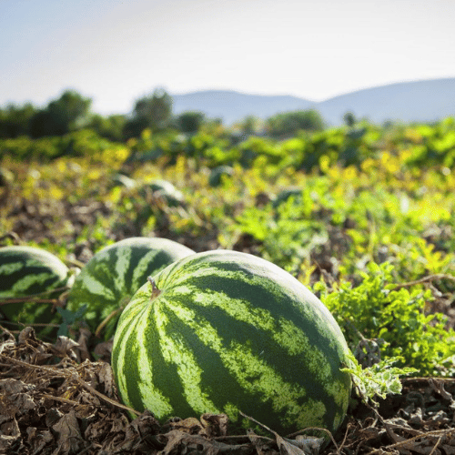 Lato smakuje jak… ARBUZ Z NERETWY!