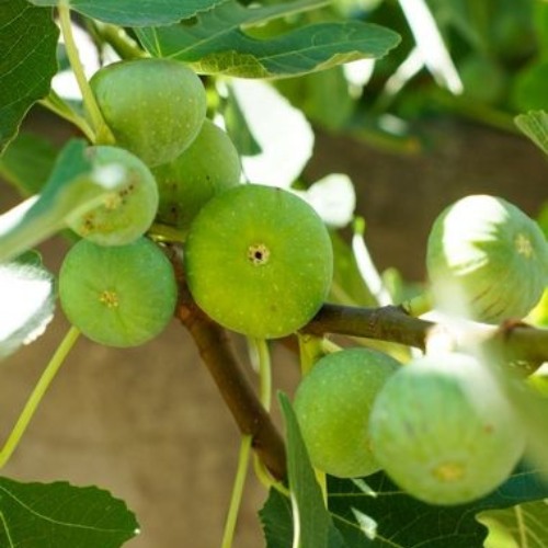 Smokva – słodkie złoto Dalmacji i smak chorwackiego lata