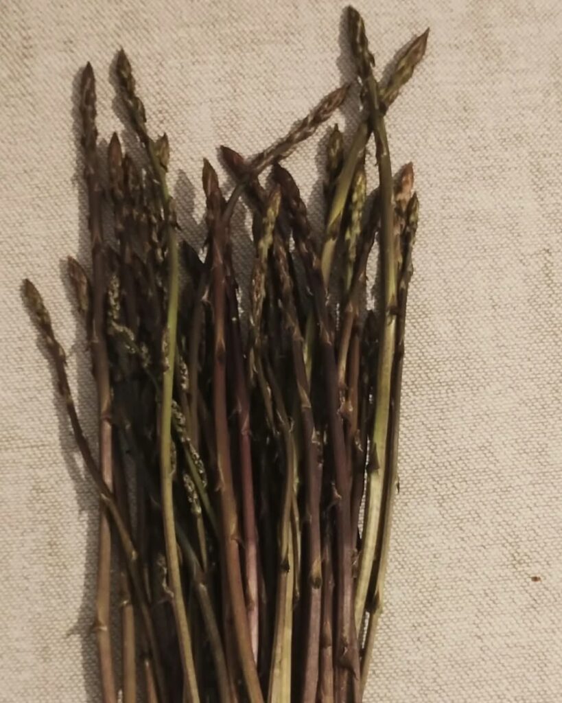 Dzikie szparagi w Chorwacji