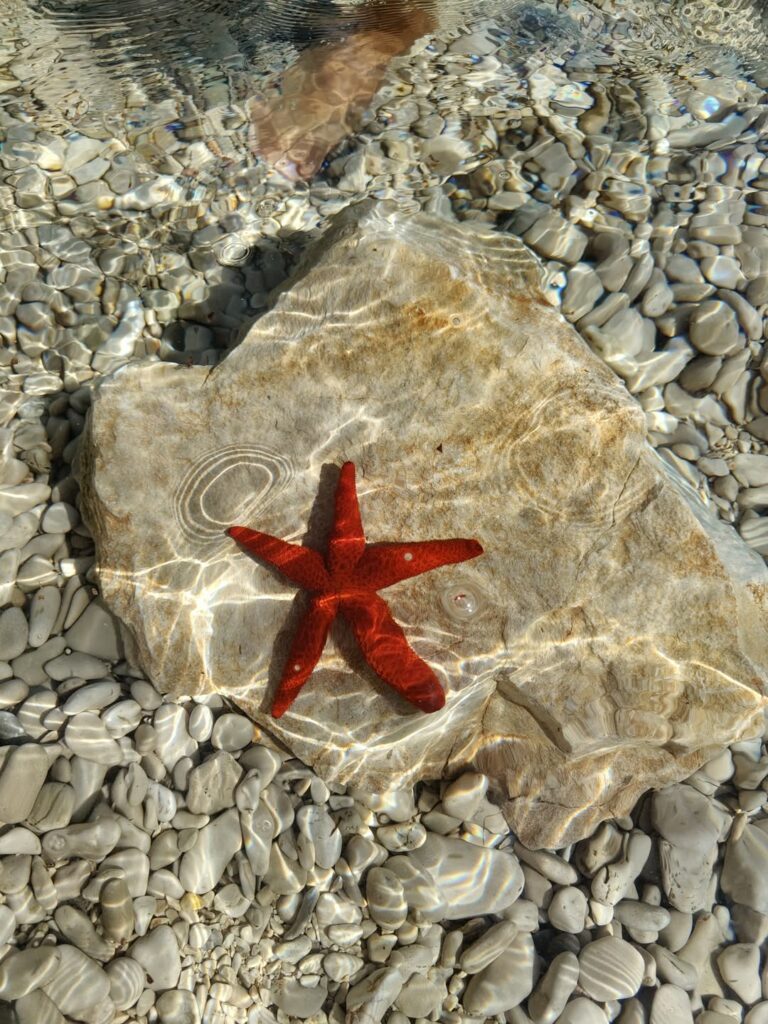 Morskie cudeńka – ROZGWIAZDA!