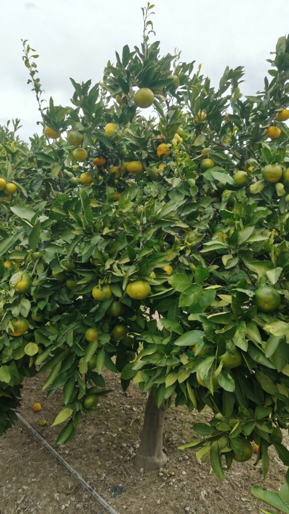 Mandarynki z Neretwy – jesienny skarb Chorwacji