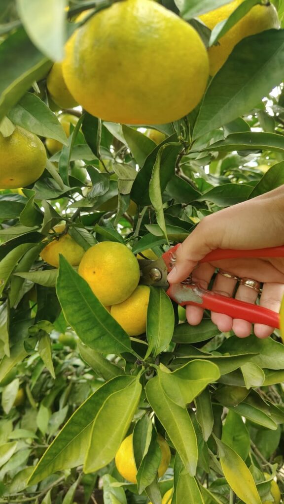 Mandarynki z Neretwy – jesienny skarb Chorwacji